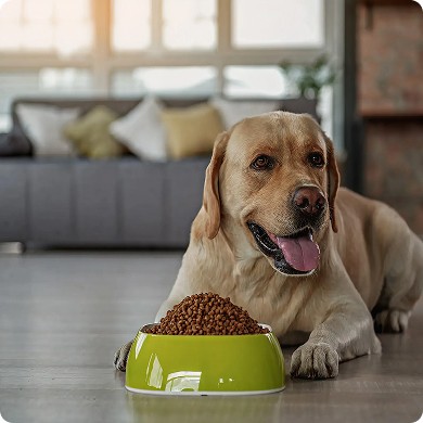 Diet Guide for Large Breed Dogs