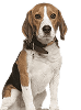 Dog Category