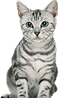 Cat Category